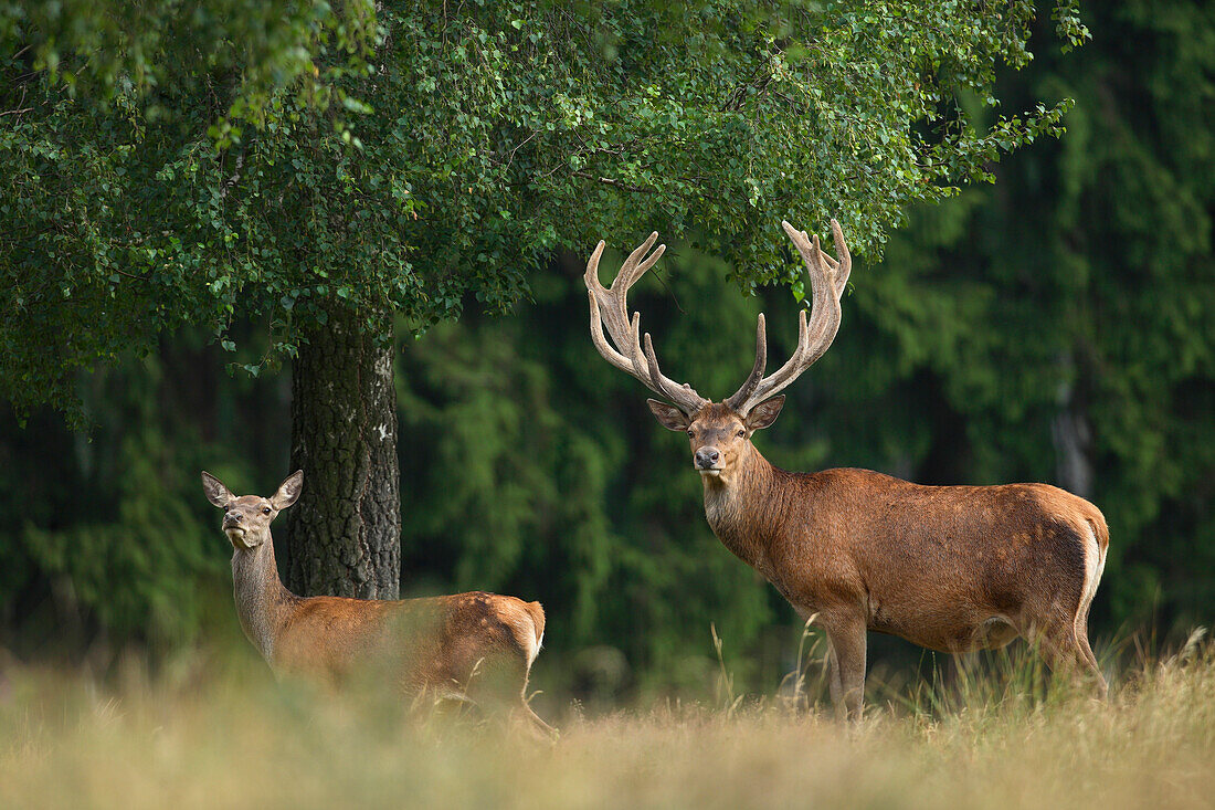 Männlicher und weiblicher Rothirsch (Cervus elaphus), Deutschland