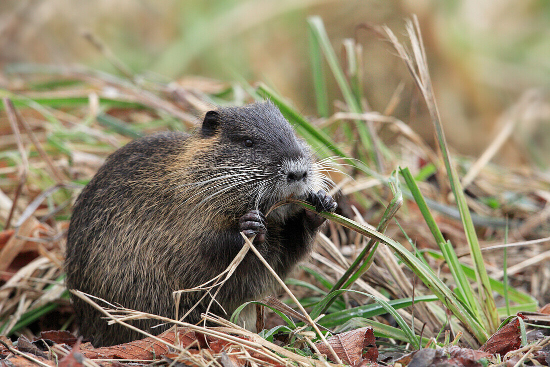 Coypu (Myocastor coypus) Chewing on Grass, Germany