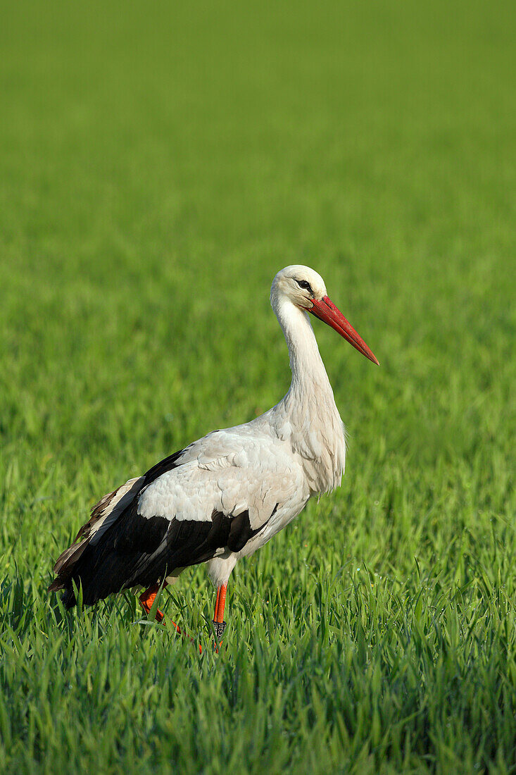 White Stork (Ciconia ciconia) Standing in Grass, Germany
