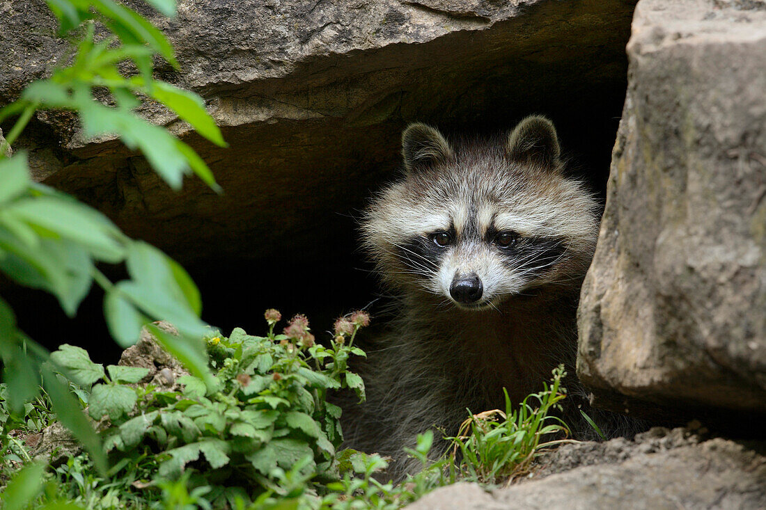 Raccoon (Procyon lotor) coming out of Den, Germany