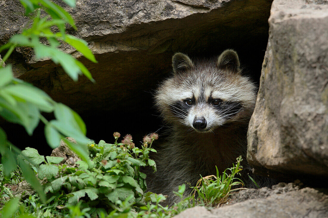 Waschbär (Procyon lotor) aus einer Höhle kommend, Deutschland