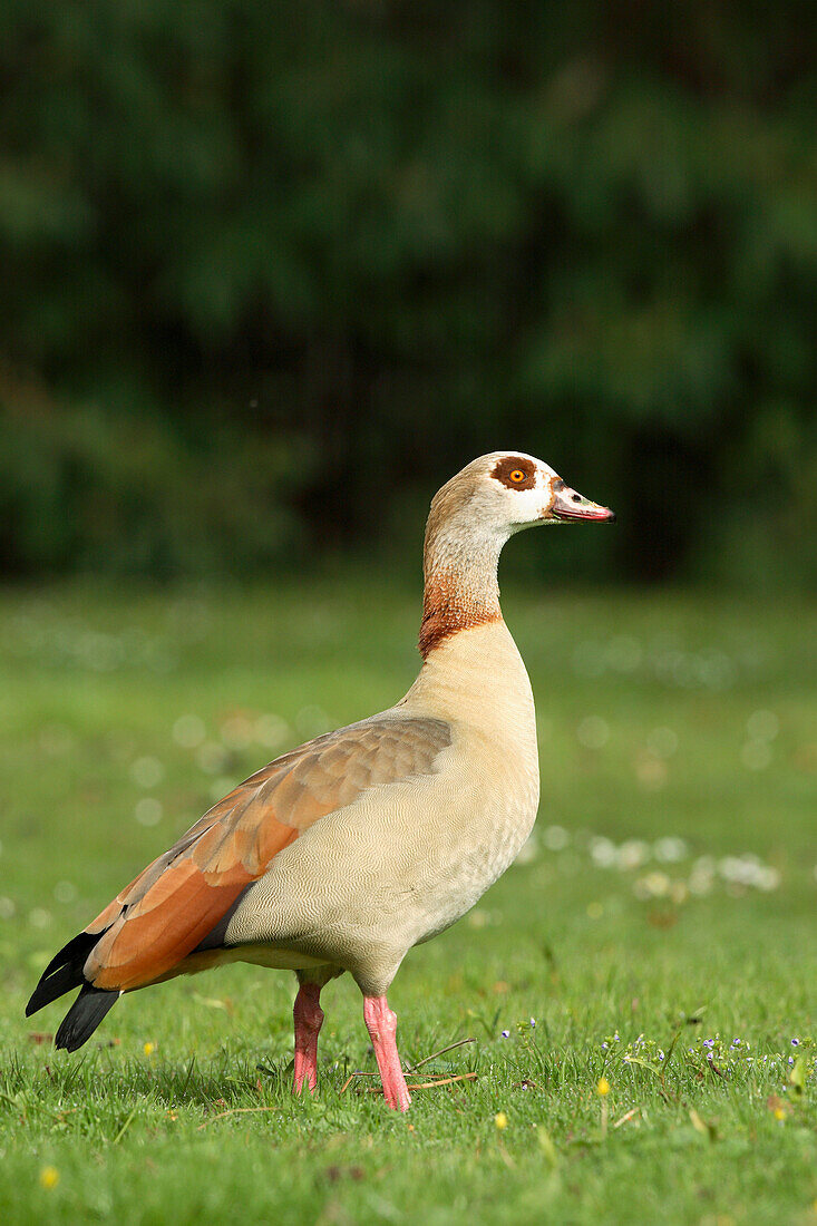 Egyptian Goose (Alopochen aegyptiaca), Germany