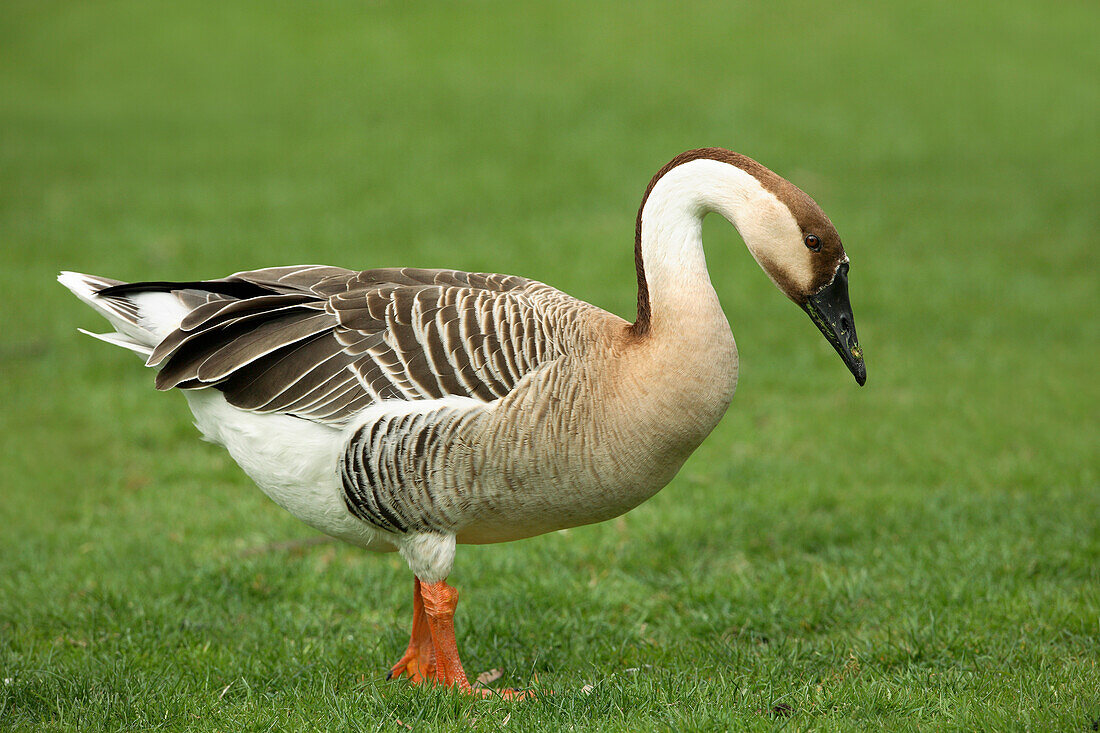 Swan Goose (Anser cygnoides) Standing in Grass, Germany