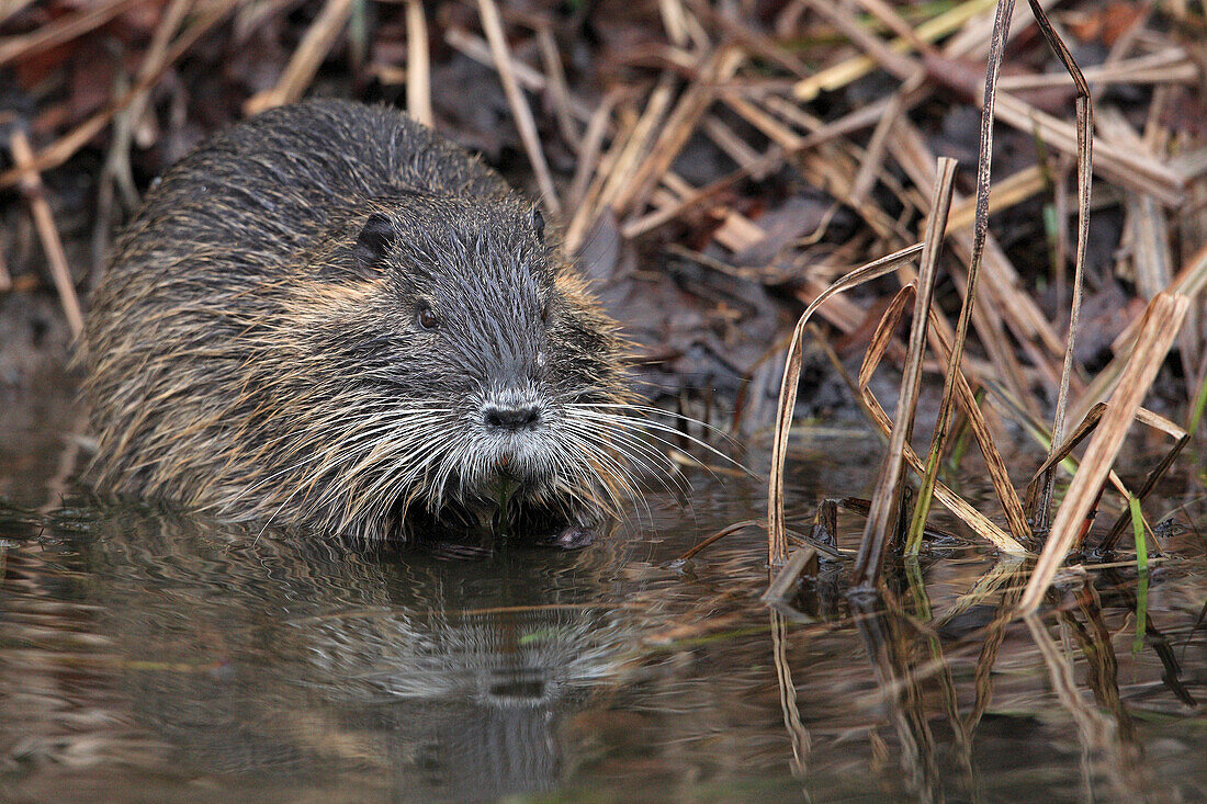 Coypu (Myocastor coypus) in Water, Germany