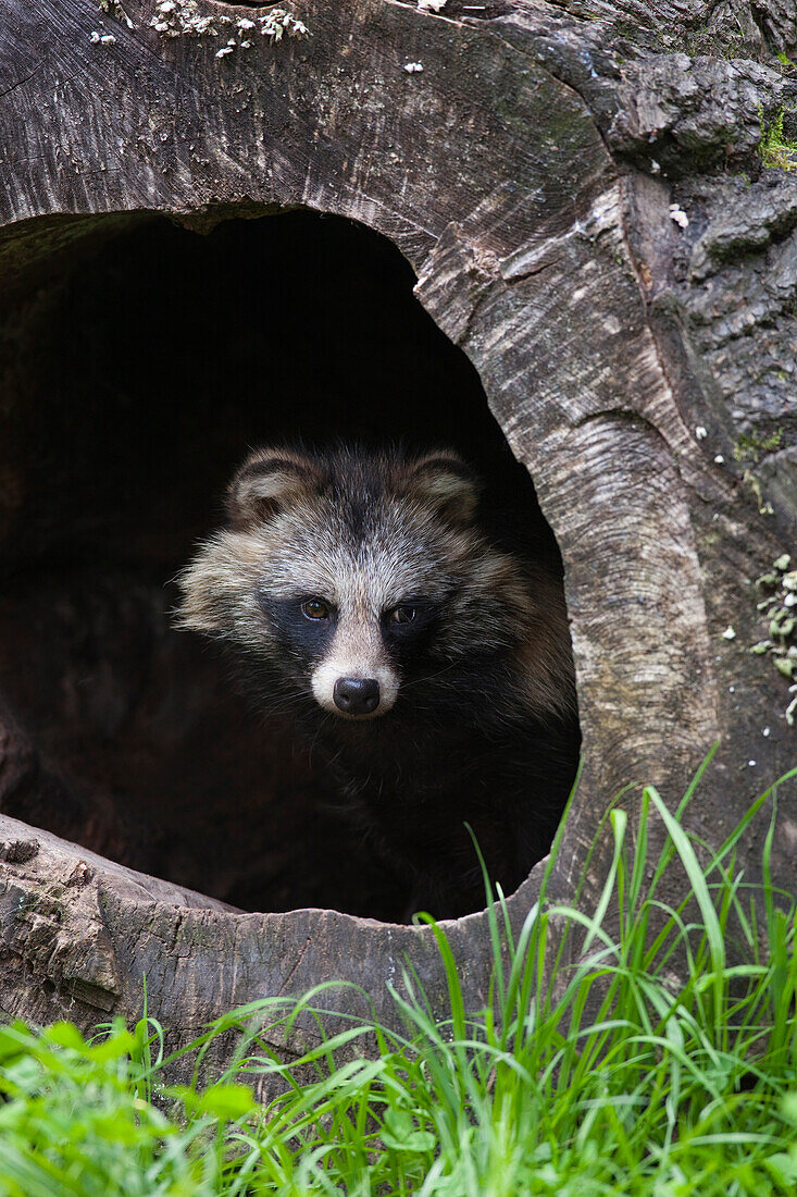 Waschbärhund (Nyctereutes procyonoides) im hohlen Baumstamm, Hessen, Deutschland