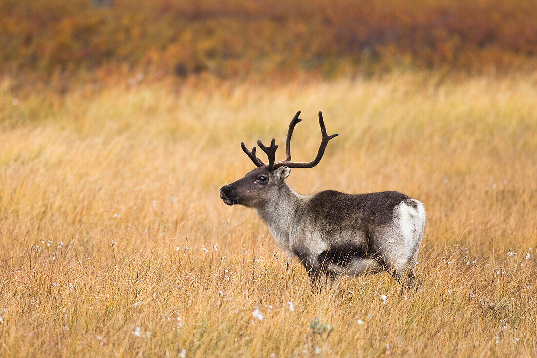 Mountain Reindeer (Rangifer tarandus tarandus), Sweden