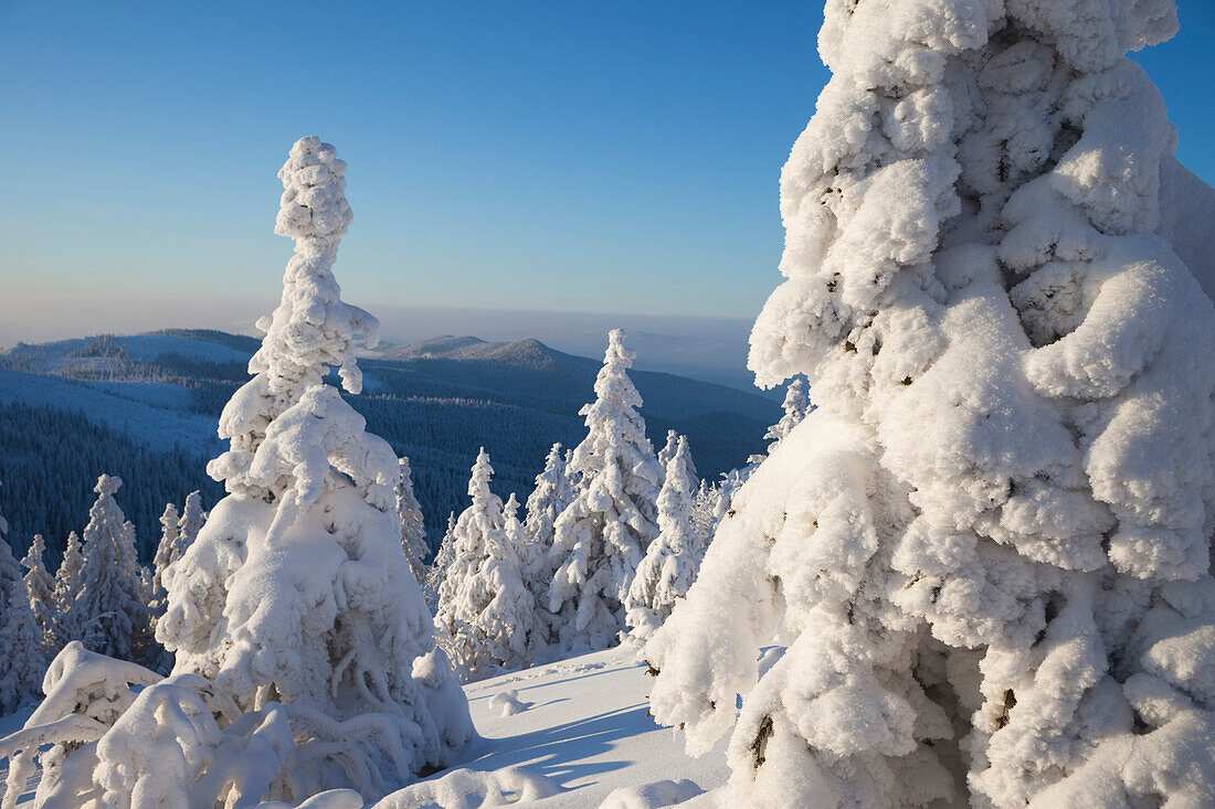 Snow Covered Spruce Trees, Grosser Arber, Bavarian Forest, Bavaria, Germany