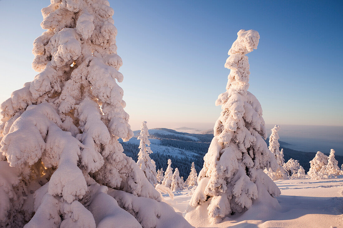 Schneebedeckte Fichten, Großer Arber, Bayerischer Wald, Bayern, Deutschland