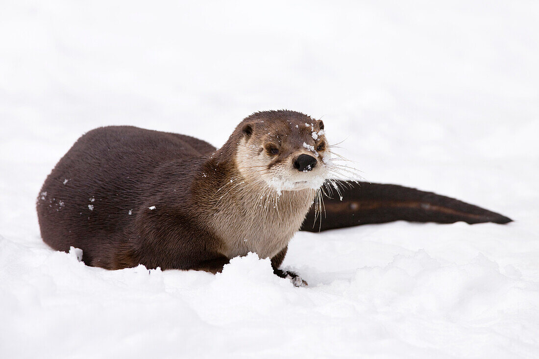 European River Otter (Lutra lutra) in Winter, Germany