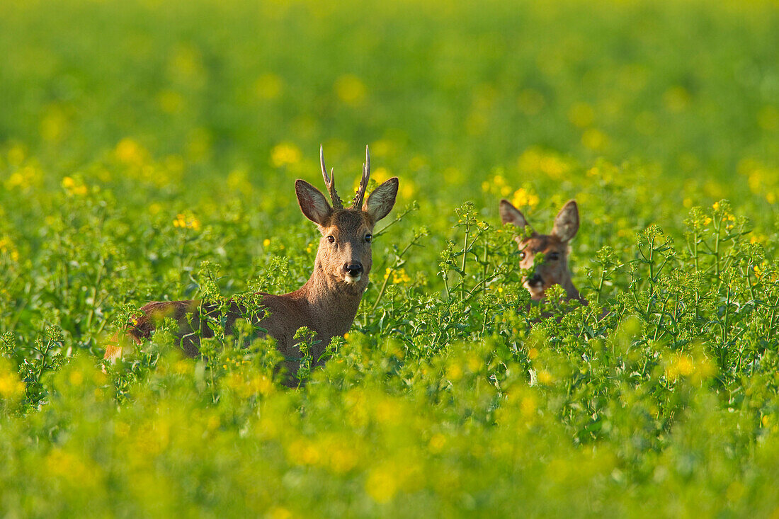 European Roe Deers (Capreolus capreolus) in Canola Field, Germany