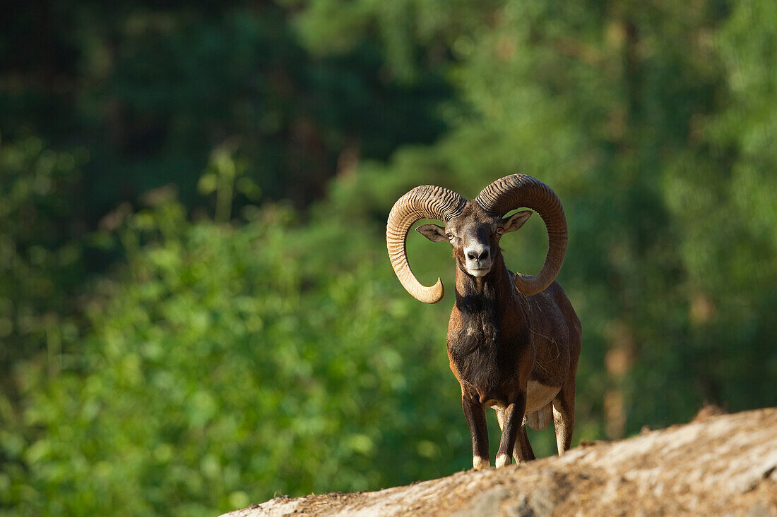 European Mouflon (Ovis orientalis musimon), Hesse, Germany