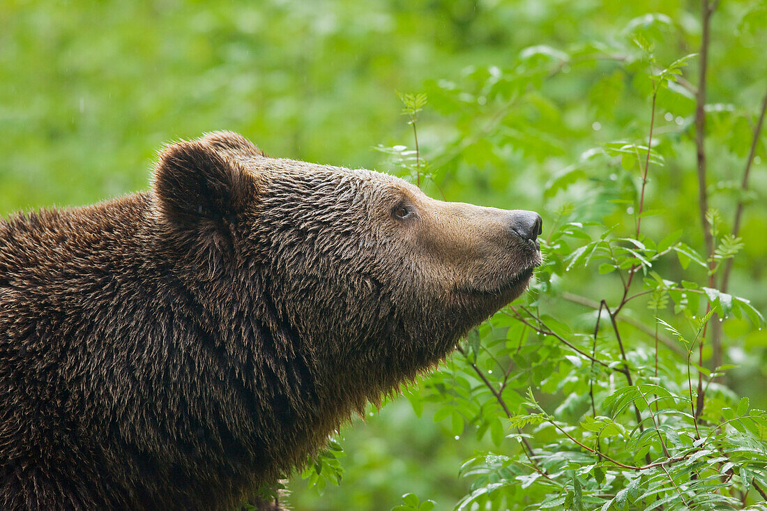 Europäischer Braunbär (Ursus arctos arctos), Nationalpark Bayerischer Wald, Bayern, Deutschland