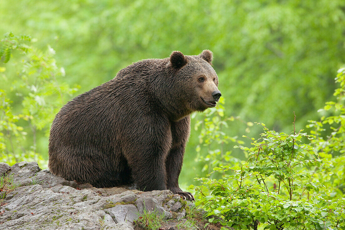 European Brown Bear (Ursus arctos arctos), Bavarian Forest National Park, Bavaria, Germany