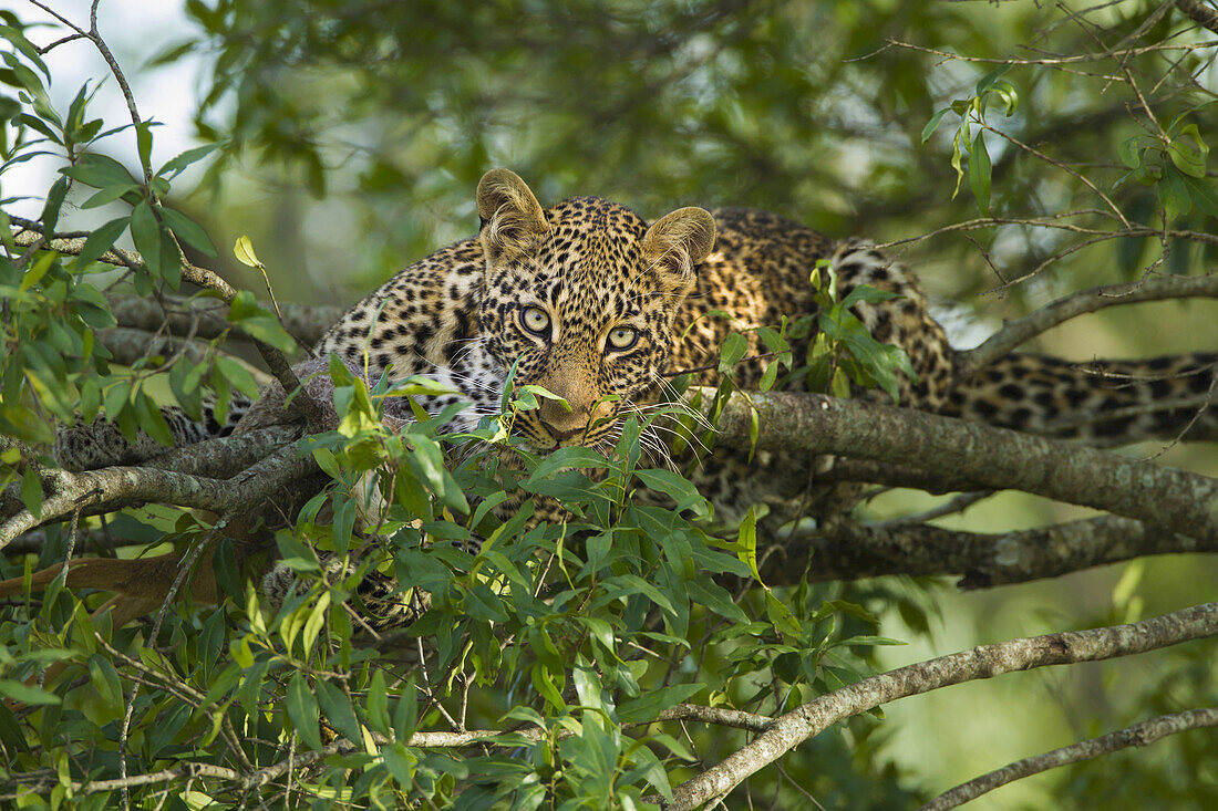 Porträt eines Leoparden (Panthera pardus) im Baum, Maasai Mara National Reserve, Kenia