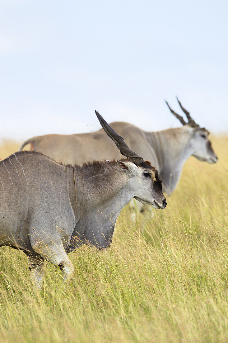 Elenantilopen (Taurotragus oryx) in der Savanne, Maasai Mara Nationalreservat, Kenia