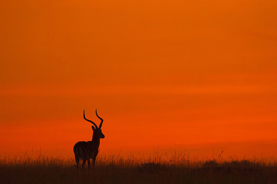 Impala (Aepyceros melampus) Silhouette bei Sonnenaufgang, Maasai Mara National Reserve, Kenia, Afrika.