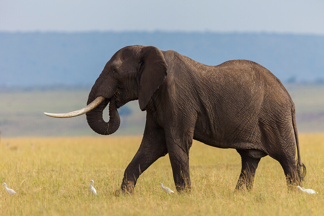 Afrikanischer Buschelefant (Loxodonta africana) Bulle in der Savanne, Maasai Mara Nationalreservat, Kenia, Afrika