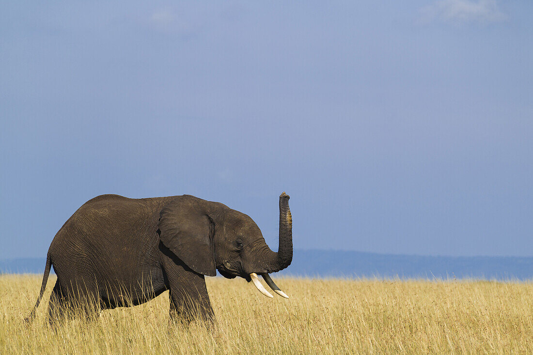 Afrikanischer Buschelefant (Loxodonta africana) Kalb mit erhobenem Rüssel schnuppert die Luft, Maasai Mara Nationalreservat, Kenia, Afrika