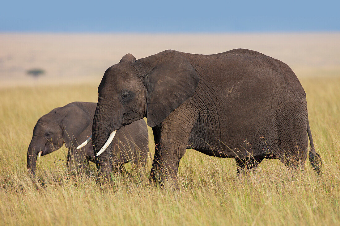 Afrikanischer Buschelefant (Loxodonta africana) Mutter mit Kalb, Maasai Mara Nationalreservat, Kenia, Afrika