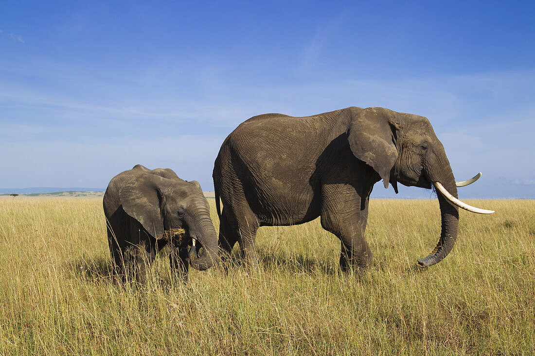 African Bush Elephant (Loxodonta africana) Mother with Calf, Maasai Mara National Reserve, Kenya, Africa