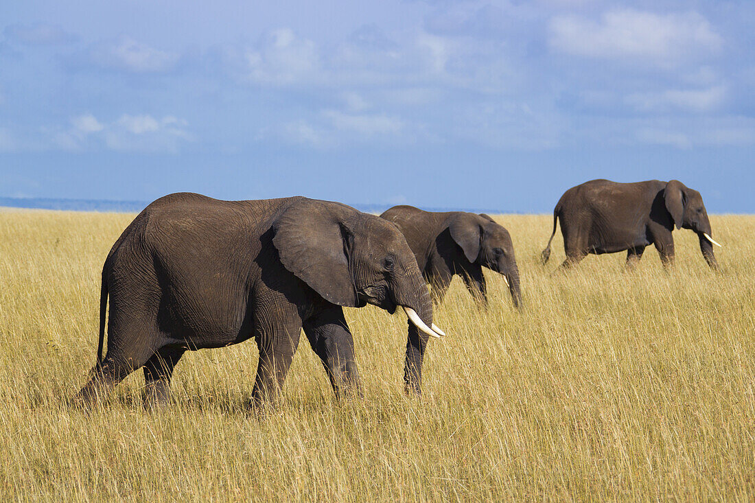 Afrikanische Elefanten (Loxodonta africana) in der Savanne, Maasai Mara Nationalreservat, Kenia, Afrika