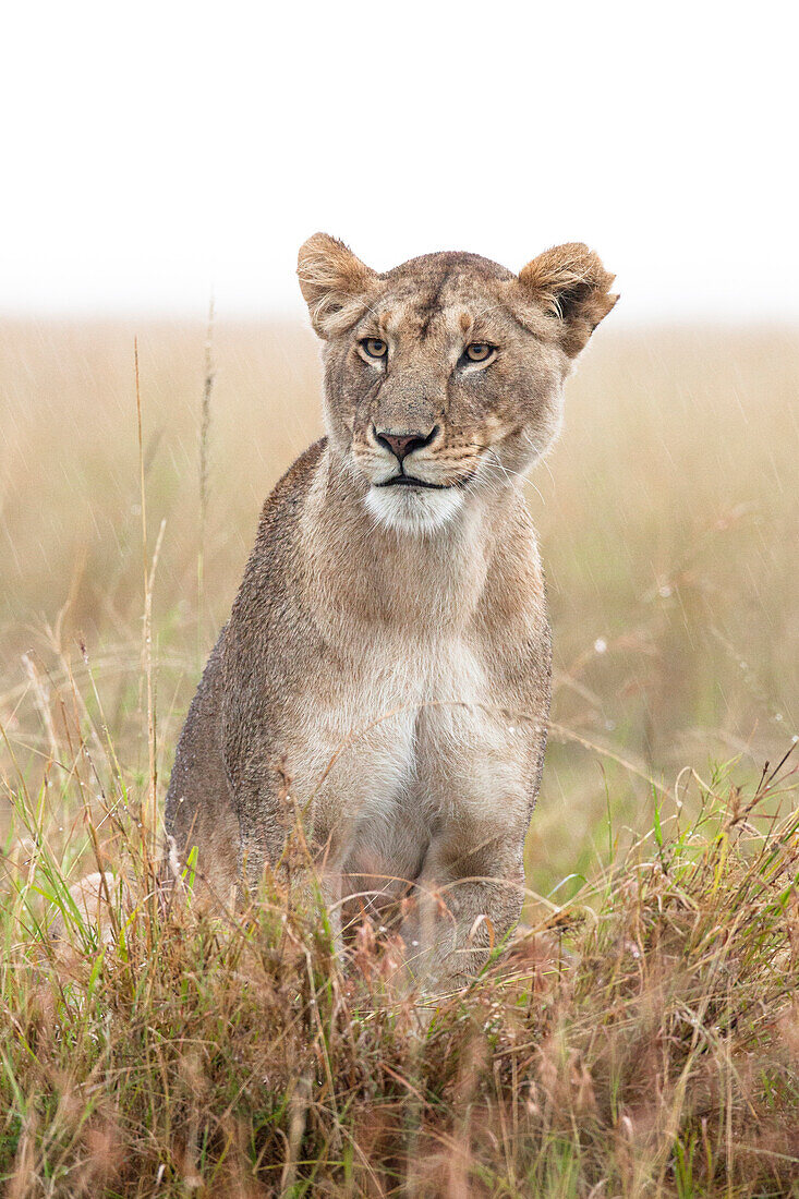 Löwin (Panthera leo) im Regen, Maasai Mara Nationalreservat, Kenia, Afrika