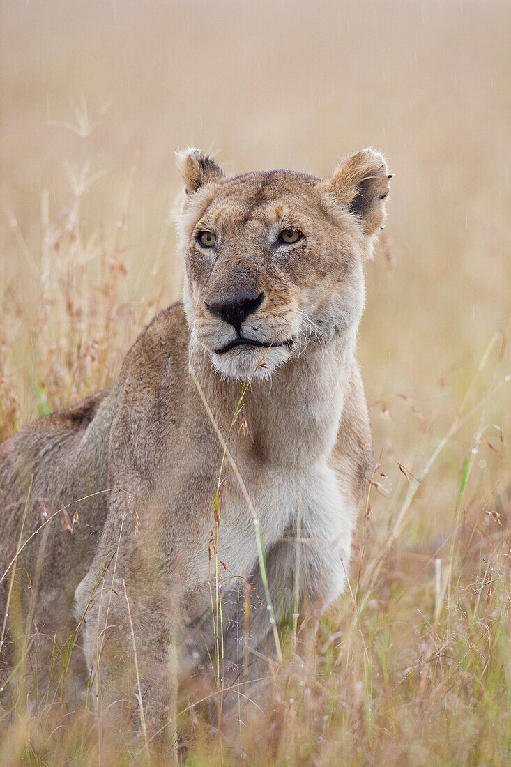 Löwin (Panthera leo) im Regen, Maasai Mara Nationalreservat, Kenia, Afrika