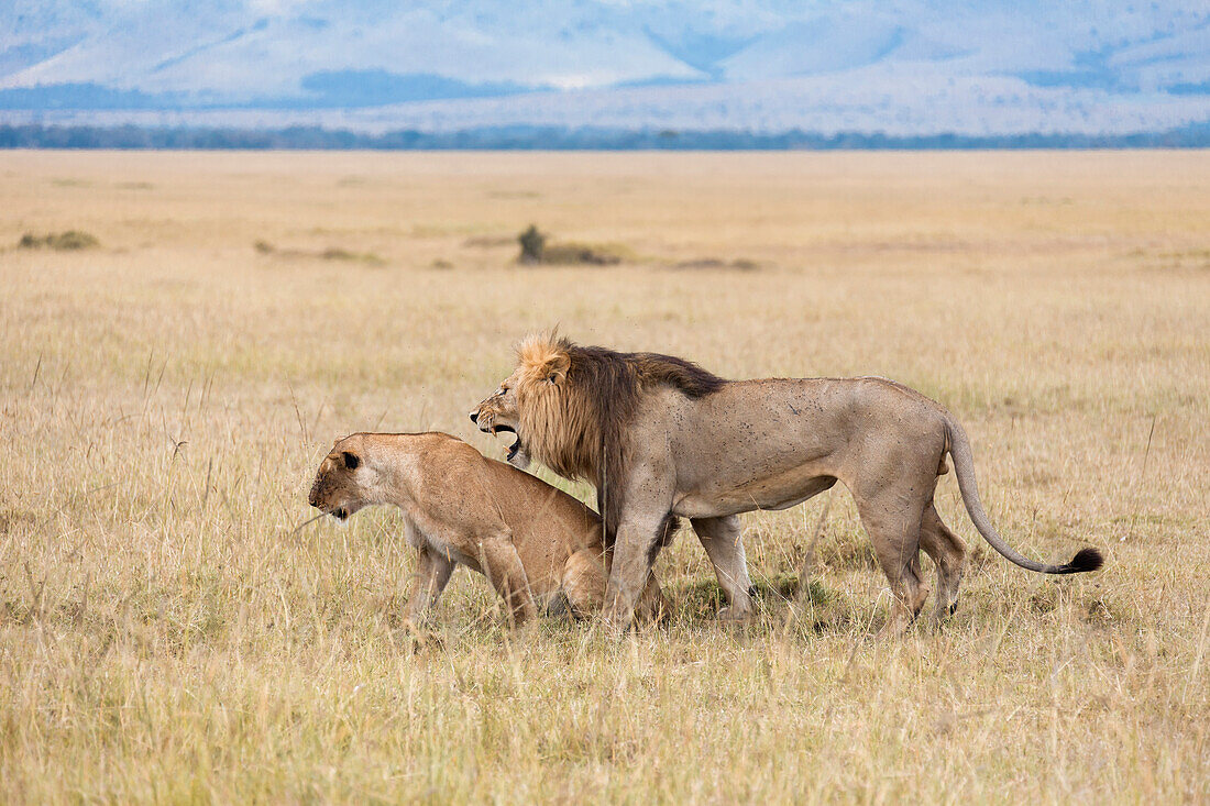 Afrikanische Löwen (Panthera leo) bei der Paarung, Maasai Mara Nationalreservat, Kenia
