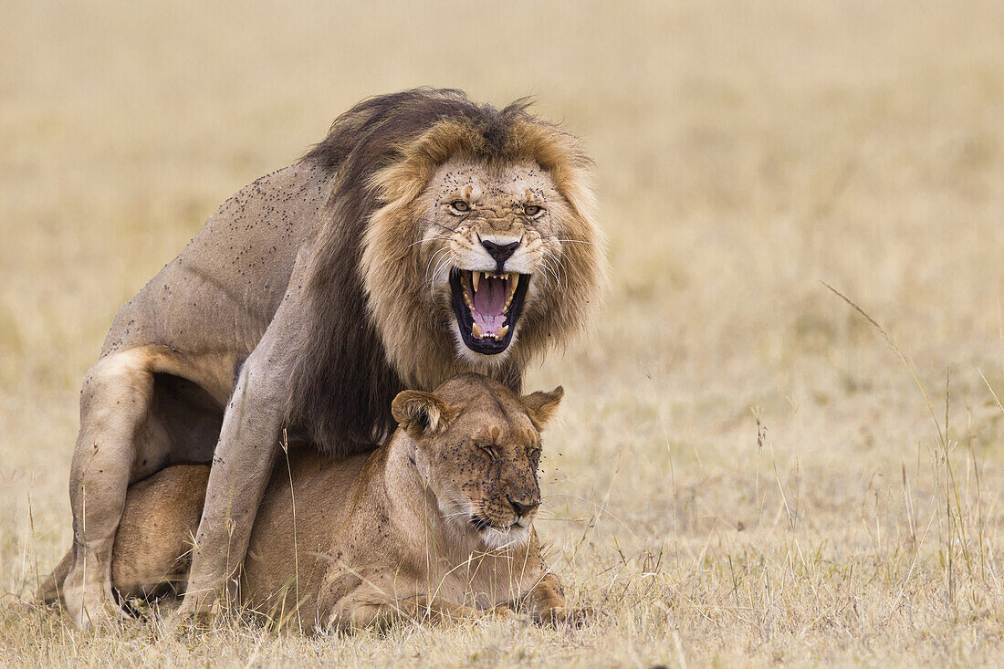 African lions (Panthera leo) mating, Maasai Mara National Reserve, Kenya