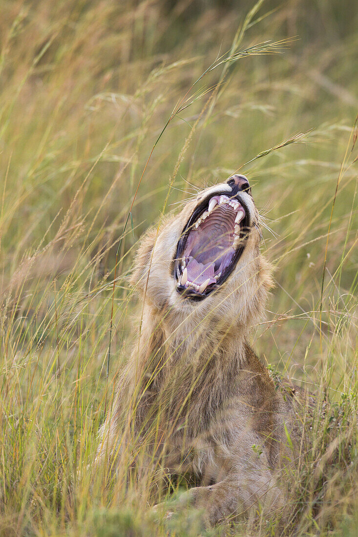 Junger männlicher Löwe (Panthera leo) beim Gähnen, Maasai Mara National Reserve, Kenia