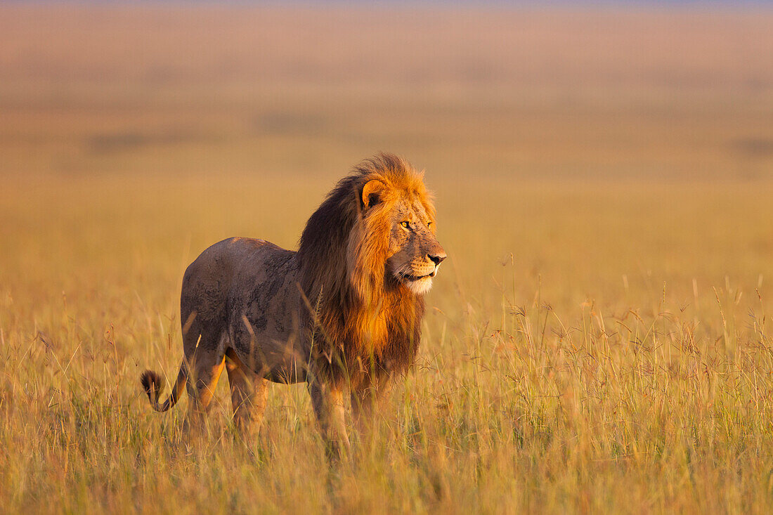 Großer männlicher Löwe (Panthera leo) im frühen Morgenlicht, Maasai Mara National Reserve, Kenia