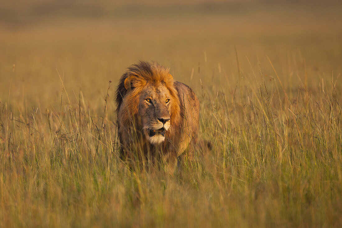 Großer männlicher Löwe (Panthera leo) im frühen Morgenlicht, Maasai Mara National Reserve, Kenia