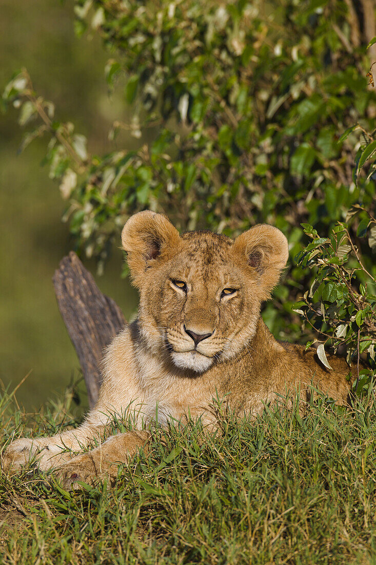 Young lion (Panthera leo), Maasai Mara National Reserve, Kenya