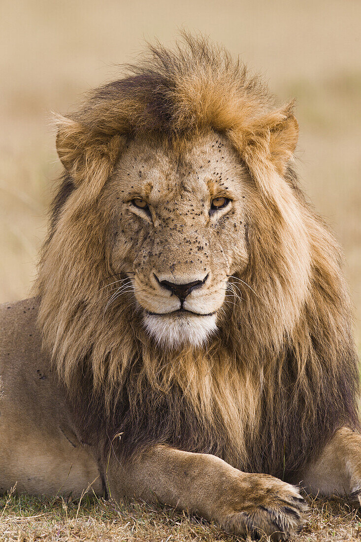 Portrait of a big male lion (Panthera leo), Maasai Mara National Reserve, Kenya