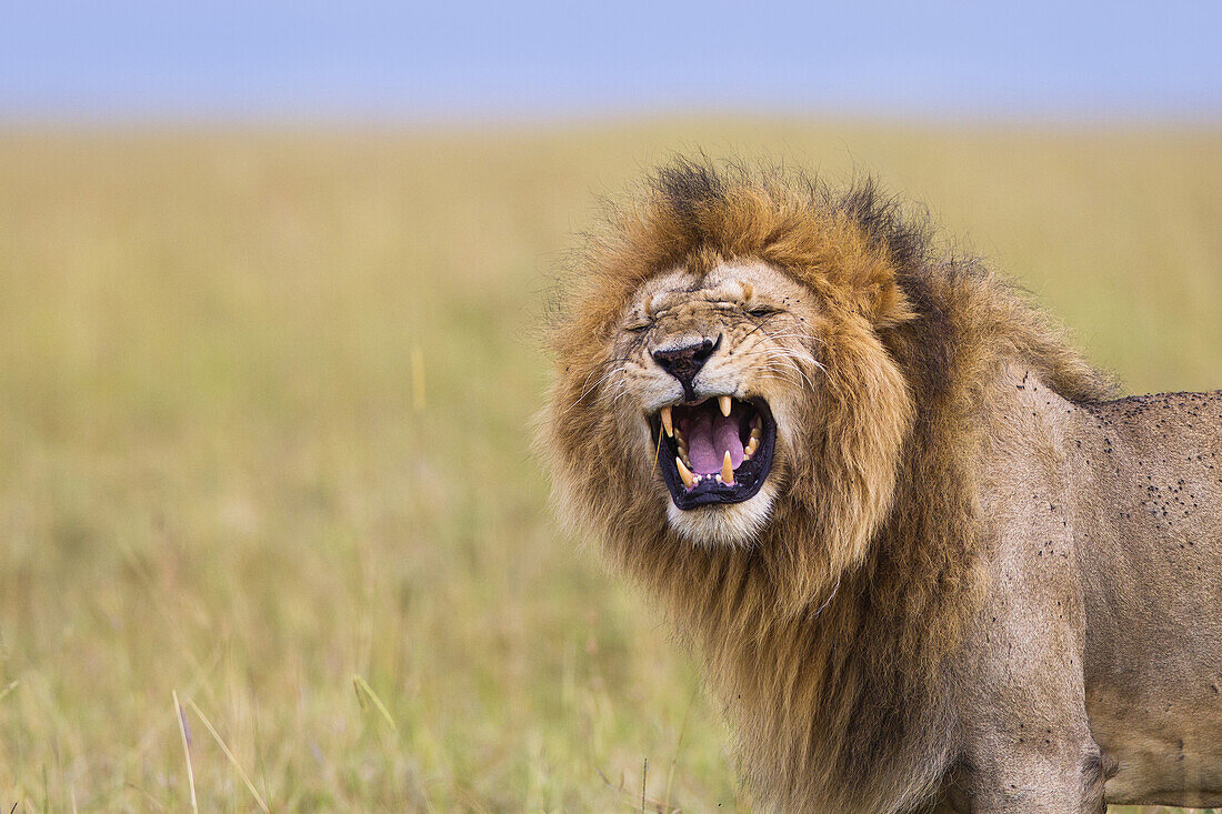 Big male lion (Panthera leo) showing Flehmen behavior, Maasai Mara National Reserve, Kenya