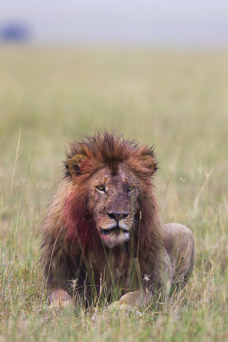 Männlicher Löwe (Panthera leo) mit Blut an Kopf und Mähne nach der Fütterung, Maasai Mara National Reserve, Kenia