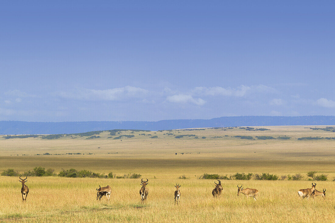 Coke's Hartebeest (Alcelaphus buselaphus cokii) Herd on Plains, Masai Mara National Reserve, Kenya, Africa