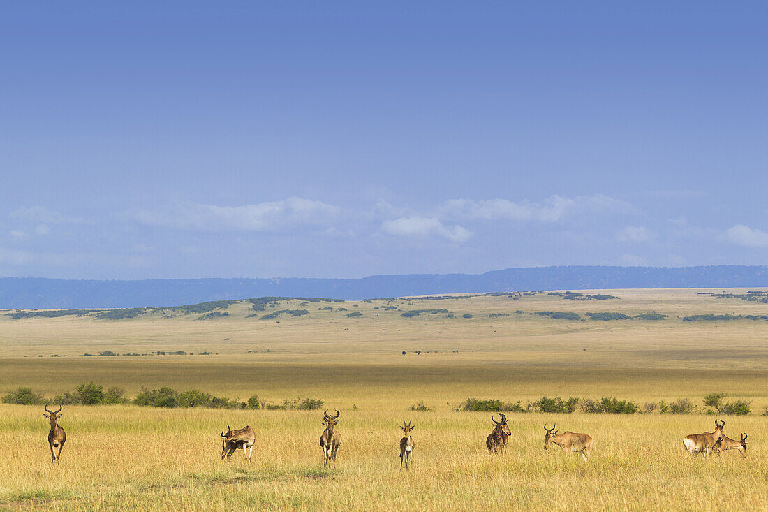 Koks-Kuhantilope (Alcelaphus buselaphus cokii) Herde auf den Ebenen, Masai Mara Nationalreservat, Kenia, Afrika