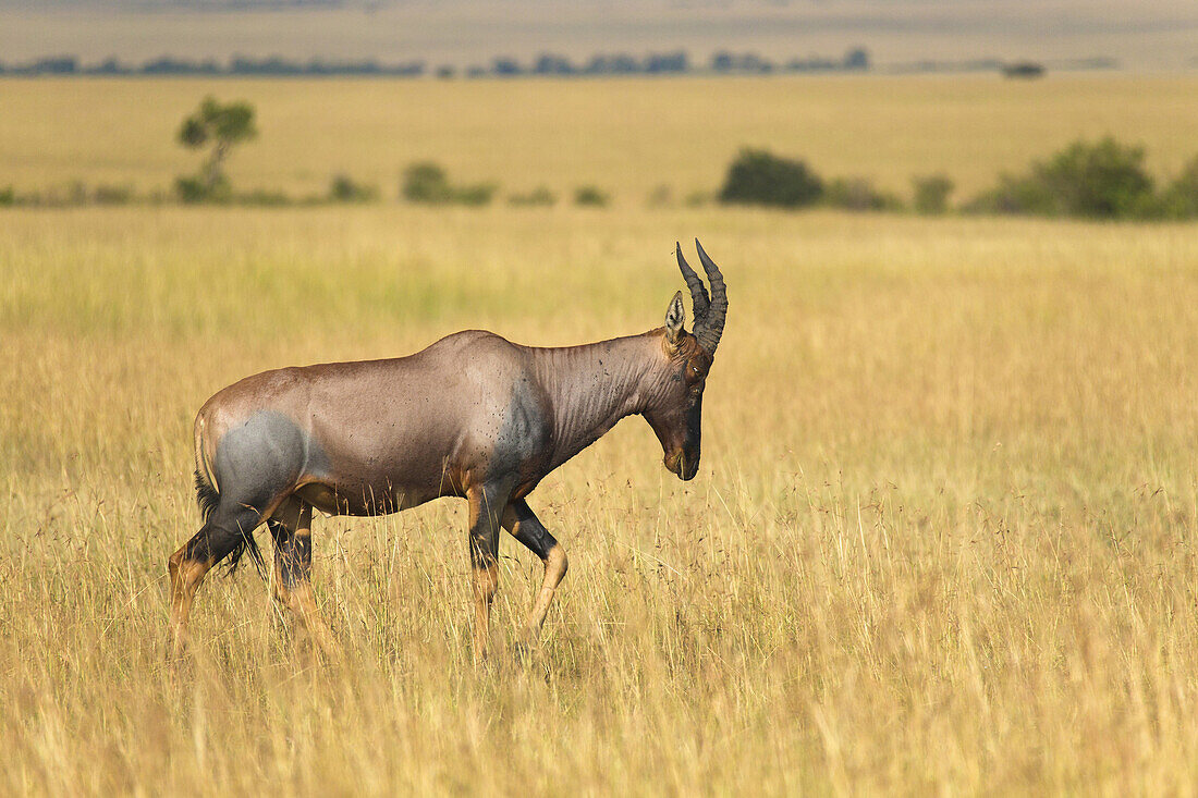 Korrigum (Damaliscus lunatus korrigum), Maasai Mara National Reserve, Kenya, Africa