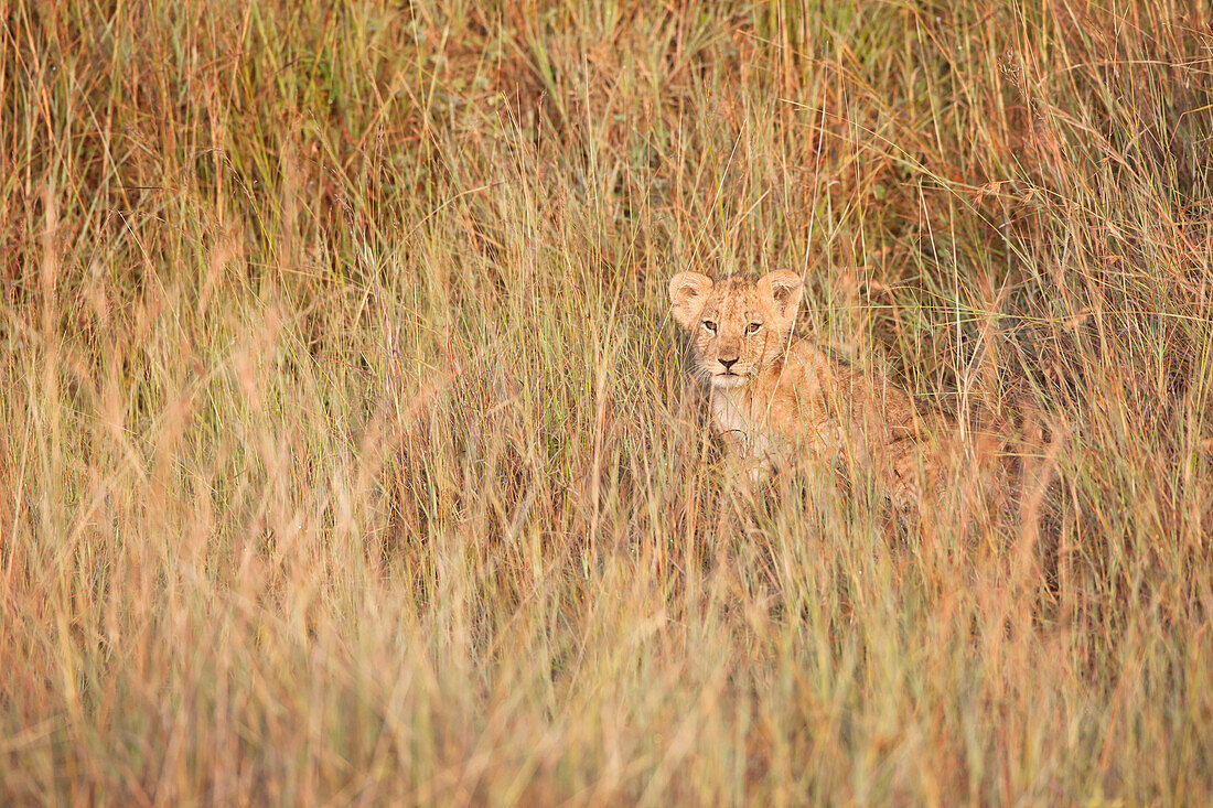 Lion (Panthera leo) Cub Hidden in Tall Grass, Maasai Mara National Reserve, Kenya, Africa
