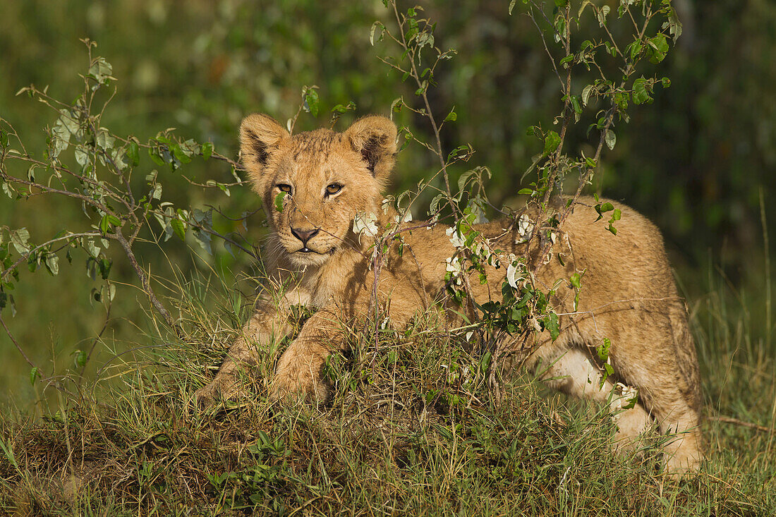 Lion (Panthera leo) Cub, Maasai Mara National Reserve, Kenya, Africa