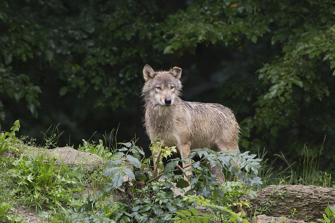 Ostwolf (Canis lupus lycaon) im Wildschutzgebiet, Bayern, Deutschland