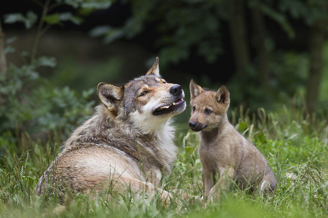 Ostwolf (Canis lupus lycaon) Welpe bettelt um Futter, Wildschutzgebiet, Bayern, Deutschland