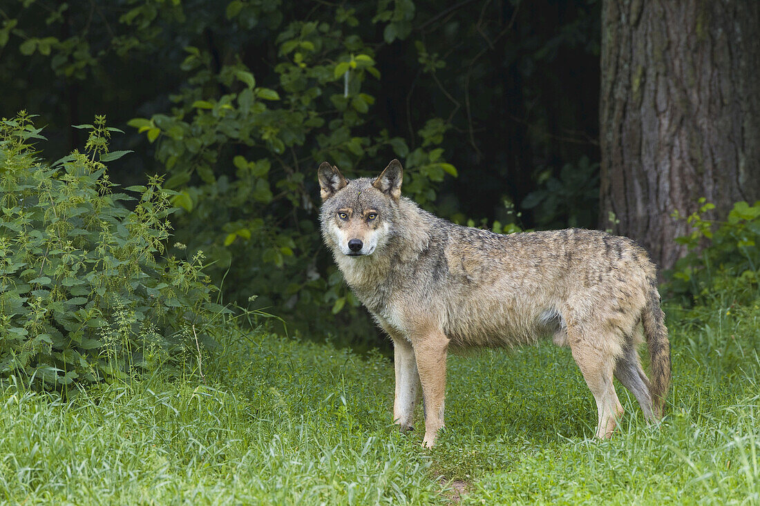 Europäischer Wolf (Canis lupus lupus) im Wildschutzgebiet, Deutschland