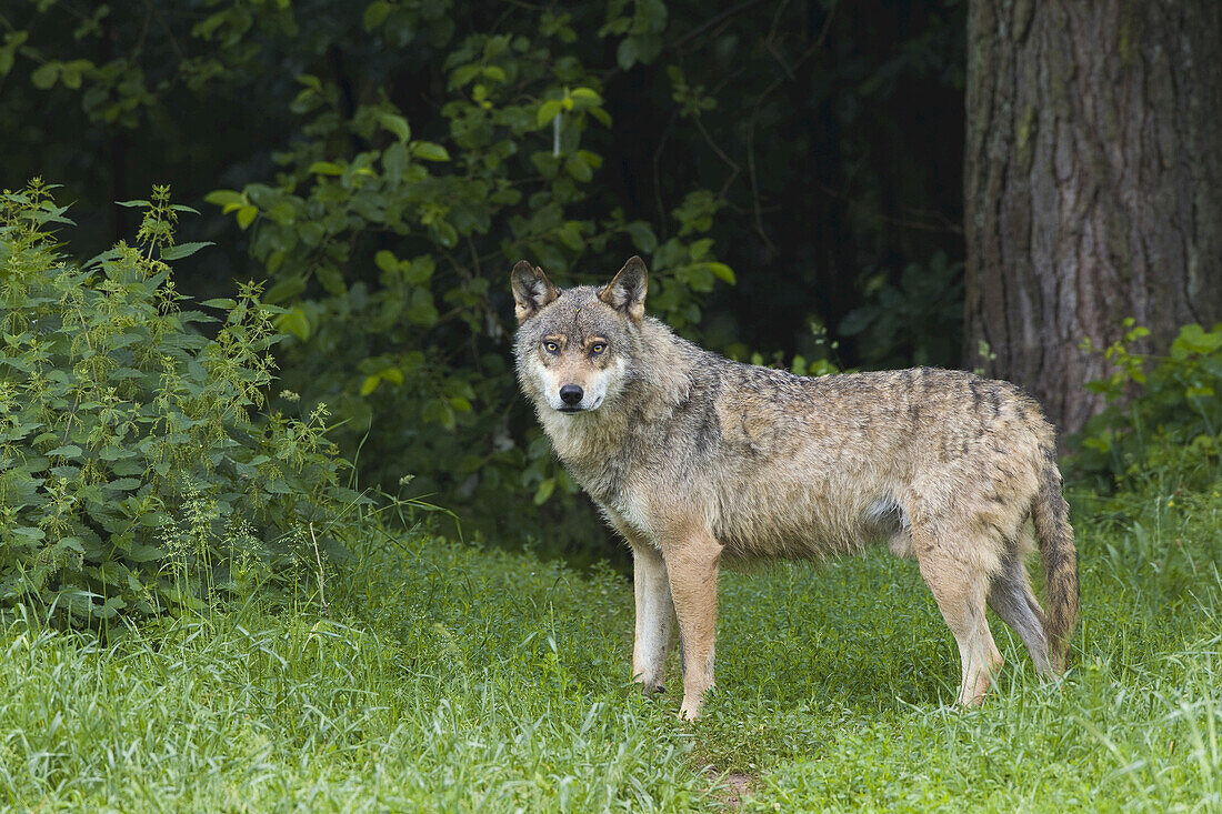 European Wolf (Canis lupus lupus) in Game Reserve, Germany