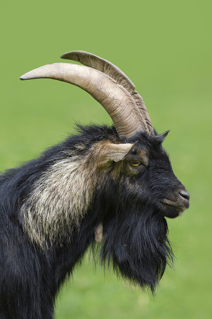 Porträt einer Hausziege (Capra aegagrus hircus), Pfalz, Rheinland Pfalz, Deutschland