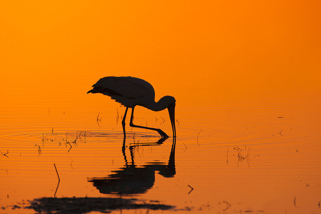 Silhouette eines Gelbschnabelstorchs (Mycteria ibis) auf der Jagd in einem Tümpel bei Sonnenaufgang im Okavango-Delta in Botswana, Afrika