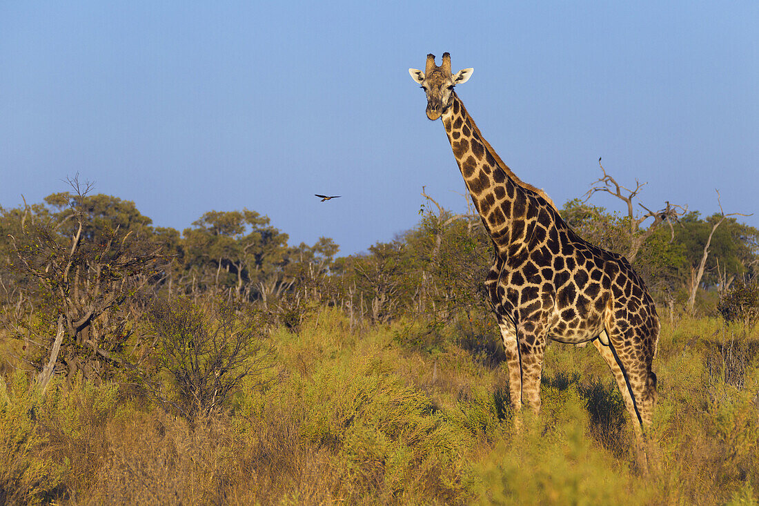 Porträt einer Südlichen Giraffe (Giraffa giraffa), die in einem Feld steht und in die Kamera schaut, im Okavango-Delta in Botswana, Afrika