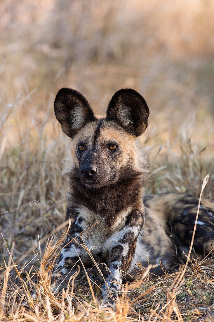 Portrait of a wild dog (Lycaon pictus) lying in the grass looking into the distance at the Okavango Delta in Botswana, Africa