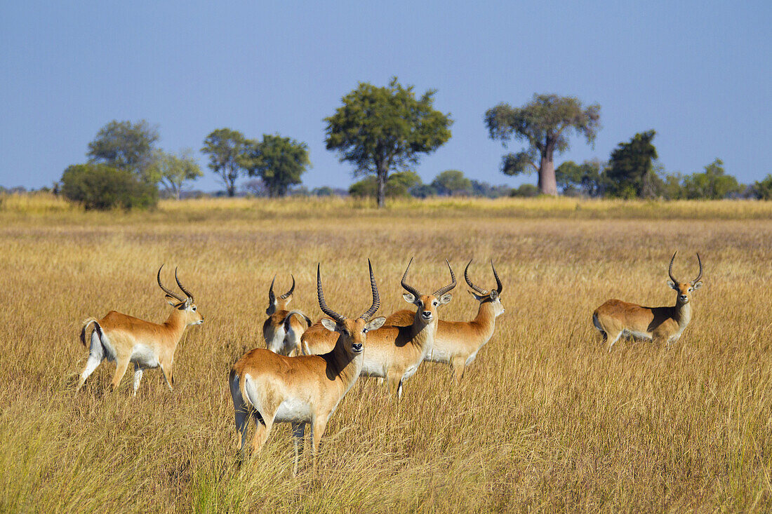 Group of red lechwes (Kobus leche leche) standing in the grass at the Okavango Delta in Botswana, Africa